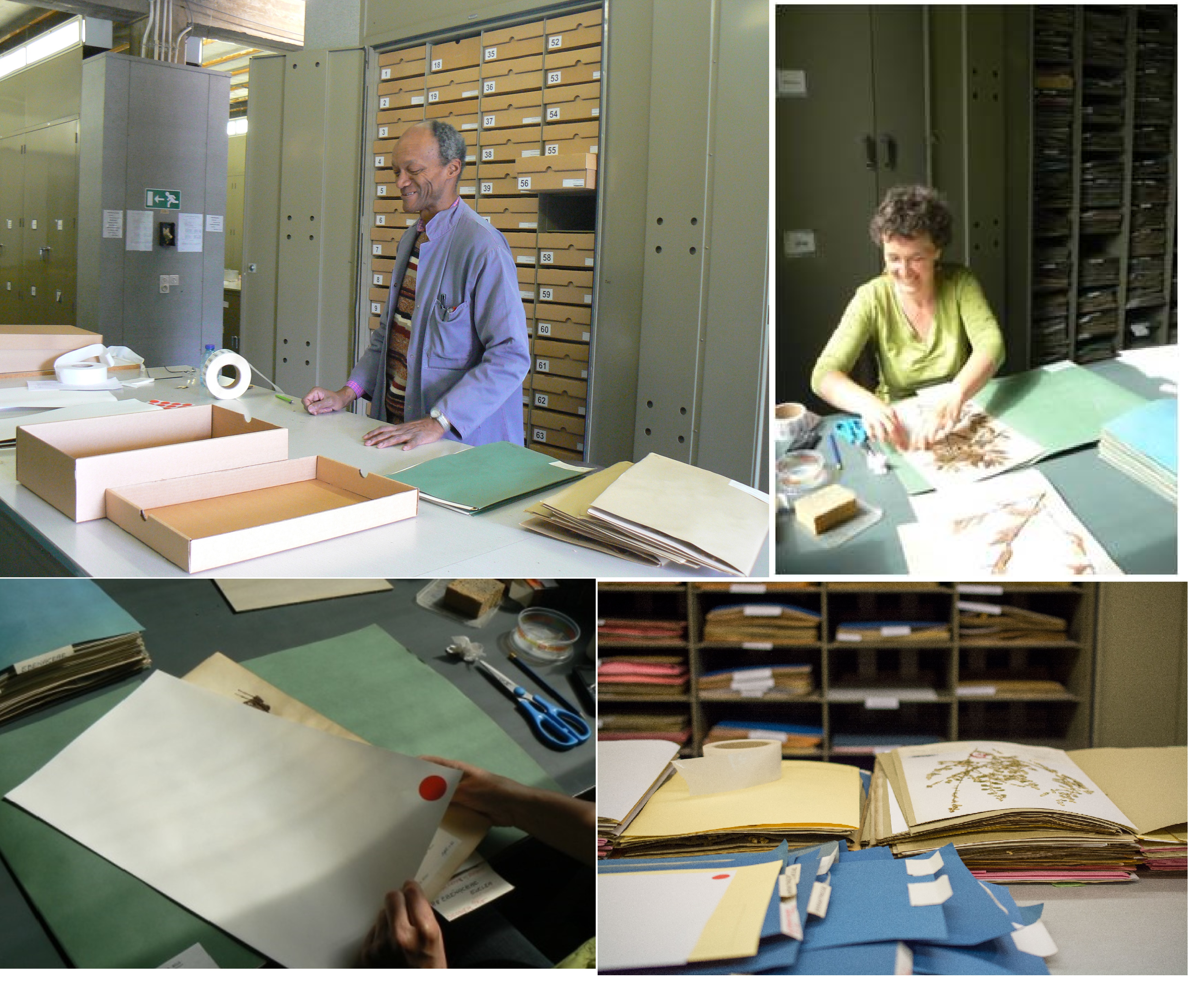 pre-digitisation curation of the specimens