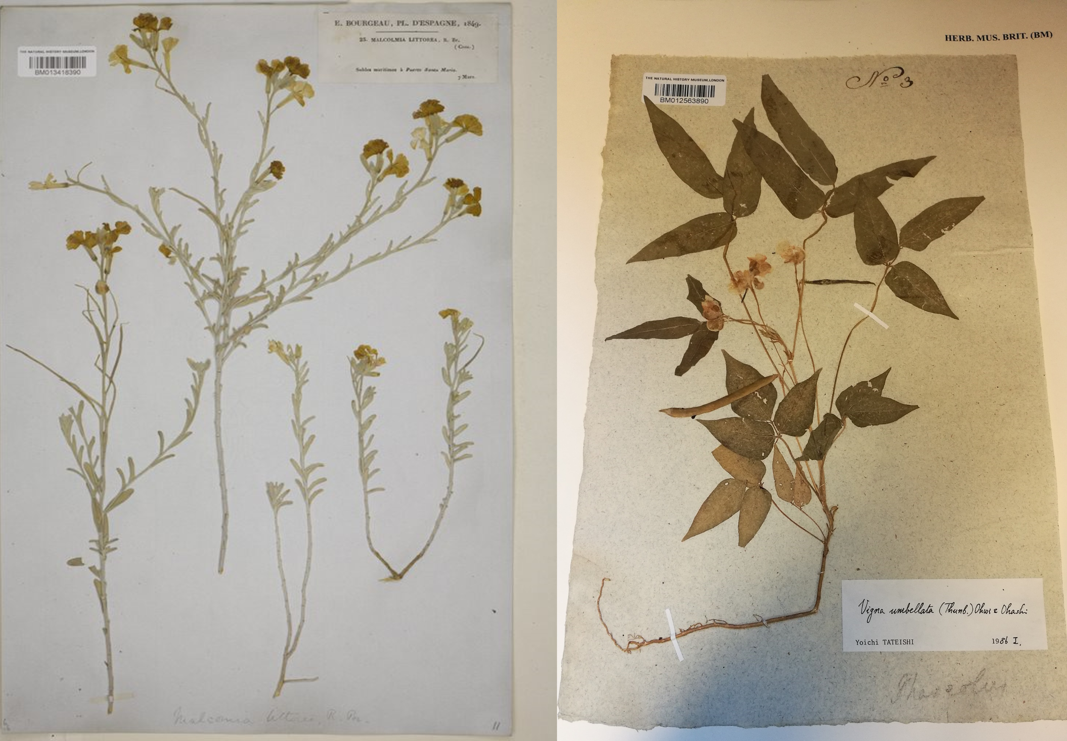 herbarium sheet examples