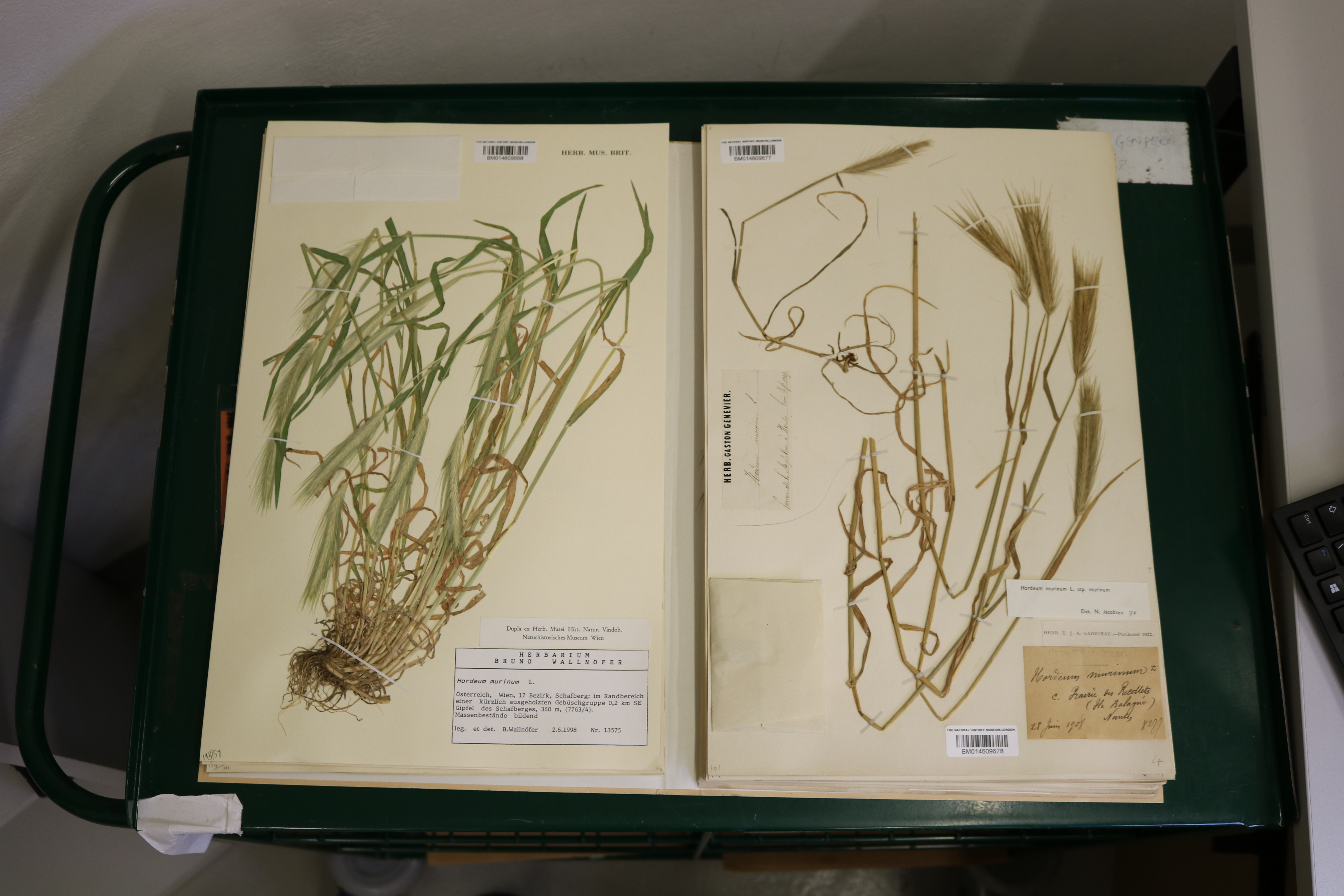 herbarium sheets showing barcodes