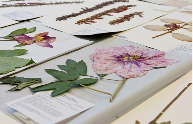 Herbarium flat sheets