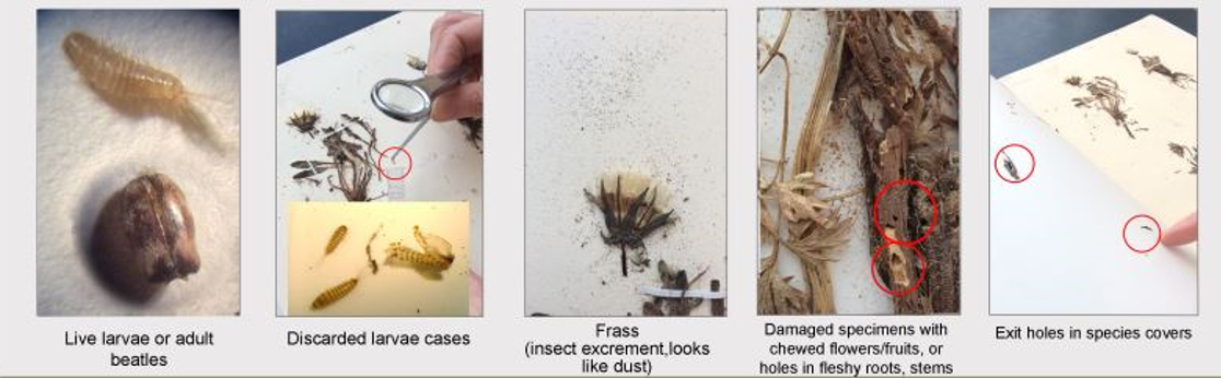 Examples of insect damage to specimens