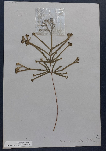 A specimen with flowers covered with cellophane