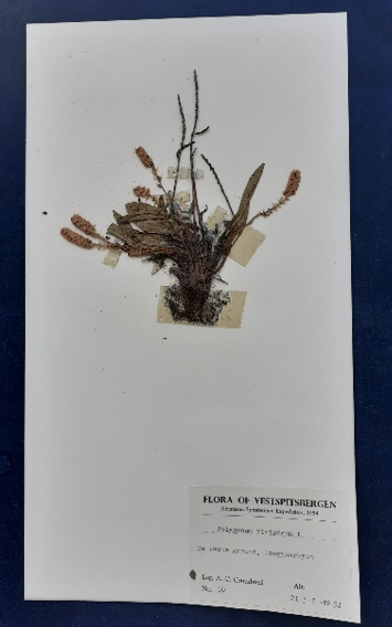 A specimen attached to the sheet with sellotape