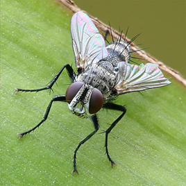 stacked_fly_photo