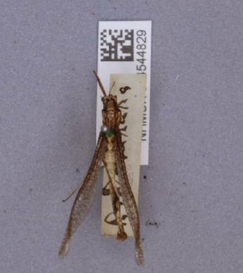 Image shows an Ephemeroptera specimen, showing the barcode label when viewed from above